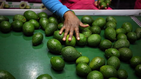 A worker sorts avocados at a farm factory on June 14, 2018.