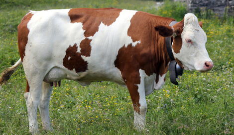 An image of an ayrshire cow.