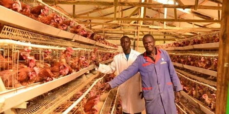 Large Scale Battery Farming in Kenya