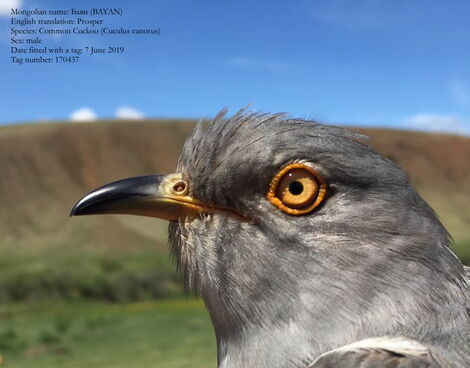 File image of Bayan, a mongolian cuckoo who flew from Somalia to India