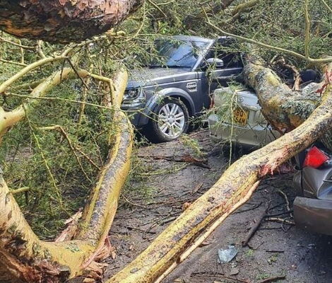 Cars damaged by a fallen tree at a Naivasha Resort parking lot