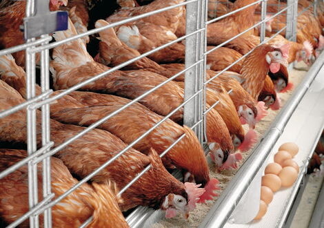 Chicken feeding inside their coop