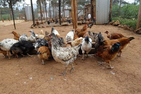 Chris Saidimu, a teacher at Somutwo Primary School in Laikipia West, Laikipia County rares chicken to help students