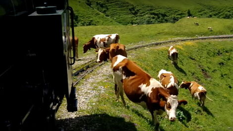 Cows graze by a railway