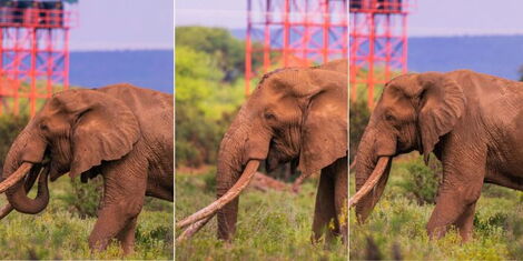 Craig, one of the largest Tuskers and among the most researched elephants in Kenya.