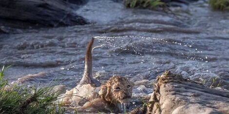 Lions Cubs Swimming