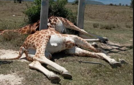 Dead Giraffes at Soysambu Conservancy