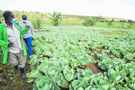 Deputy President William Ruto inspecting a cabbage farm in Nachu Ward, Kikuyu constituency. May 20, 2020.