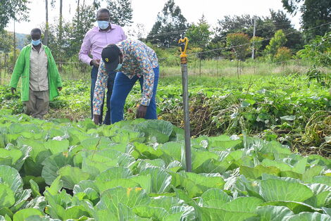 Deputy President William Ruto inspects a cabbage farm in Nachu Ward, Kikuyu Constituency. May 20, 2020.