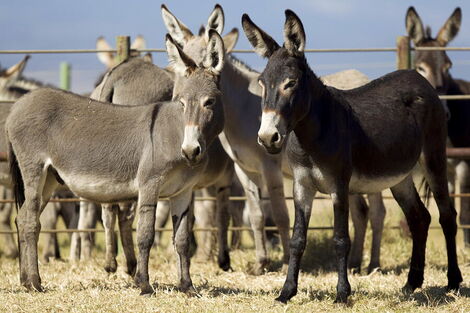 Donkeys reared at a ranch