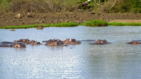 Hippos relaxing at the Meru National Park 