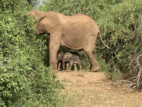 Kenyan elephant Bora gave birth to twin elephant calves in Samburu. Photos shared on January 18, 2022.
