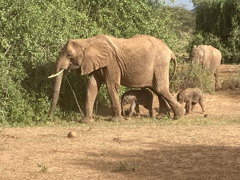 Kenyan elephant Bora gave birth to twin elephant calves in Samburu. Photos shared on January 18, 2022.