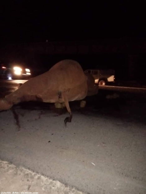 A dead elephant along Mombasa Road in Voi on Monday, August 30