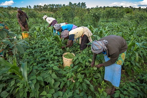 Kenyan farmers harvesting their crops