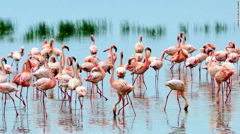 Flamingoes pictured in Lake Nakuru.