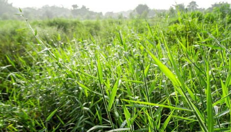 An undated image of fodder crops growing in Kamuthe farm in Garissa County 