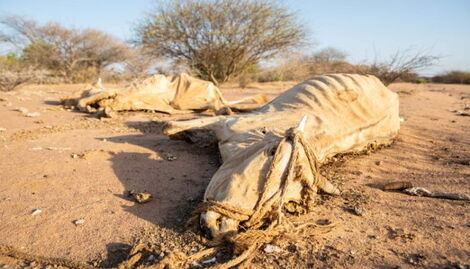 Dead Livestock in Garissa County