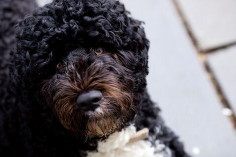 Former Barrack Obama's family dog named Bo