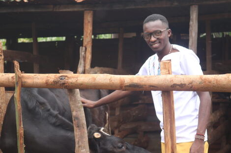 Gideon Gachuki Rearing A Cow Gifted by Raila Odinga on September Wednesday 8