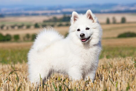 File Photo of German Spitz dog breed 
