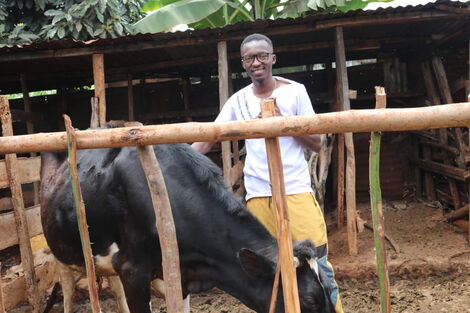 Gideon Gachuki Rearing A Cow Gifted by Raila Odinga on September Wednesday 8