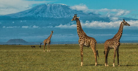 Giraffes at the Amboseli National Park facing Mt Kilimanjaro
