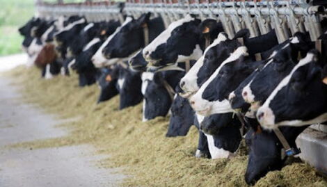 Heads of cattle at a saddle