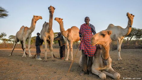File image of a herder posing with his camels