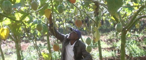 John Mureithi, a fruit farmer in his farm in Mwangaza village in Nyandarua County.