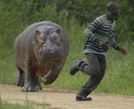 A man running away from a hippo