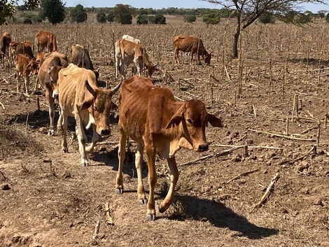 Emaciated cows due to drought in Kenya