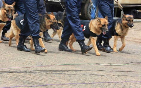 Kenyan security guards walking dogs