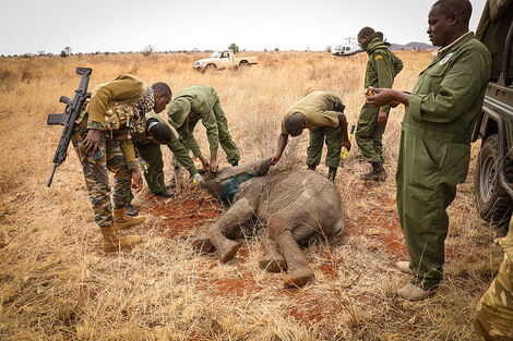 An image of Latika being rescued by wildlife officers on October 10, 2021. 