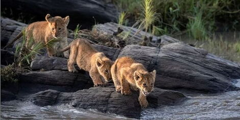 Lions Cubs