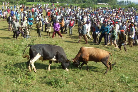 Residents witness a bullfighting match in Malinya