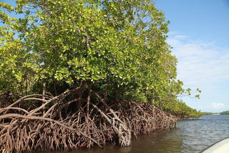 Mangroves at Funzi island, Kwale county