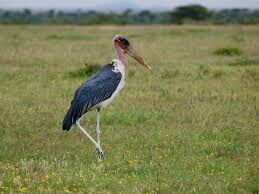Marabou stork bird