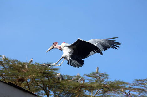 A Marabou stork bird