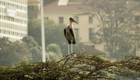 An undated image of a Marabou bird perching on a tree in Nairobi CBD