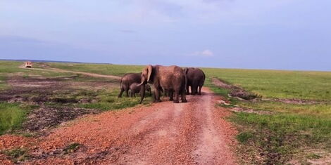 A herd of elephants grazing in Masai Mara