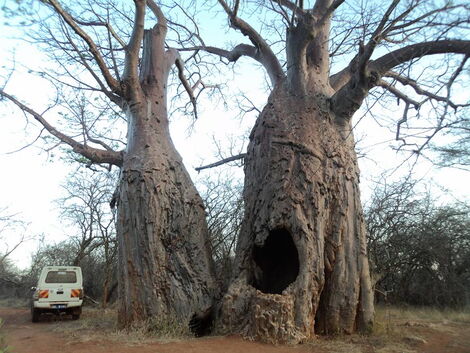 Mau Mau's Baobab Tree Hide Out in Meru county