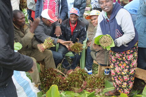 Miraa traders at Kiengu miraa market in Igembe Central, Meru County on September 6, 2016.