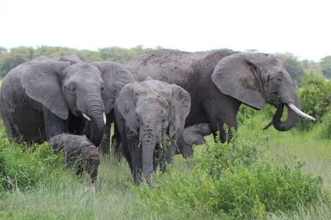 Miss Angelina (Far Right) pictured with her herd in the Amboseli National Park on February 13, 2020.