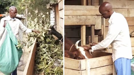 Photo collage of Embu Senator Elect Alexander Mundigi feeding his cows