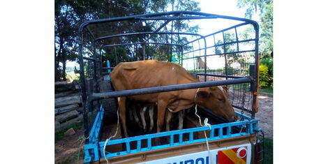 A cow loaded on a pickup after being picked in a dowry refund court battle