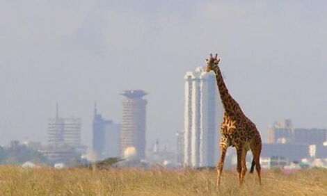 File image of the Nairobi National Park