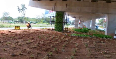 Nairobi Expressway pillar covered with wall creeper plants.