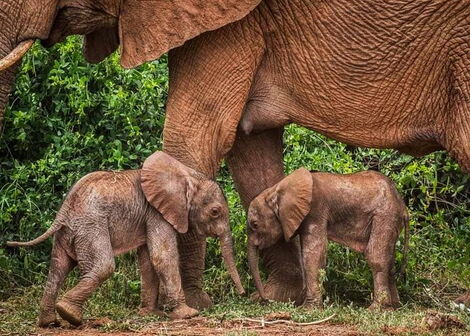 Kenyan elephant Bora gave birth to twin elephant calves in Samburu. Photos shared on January 18, 2022.