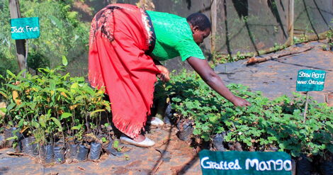 Farmer Sabina Nyasuguta at her home nursery in Kisii County where she has grafted orange and avocado seedlings.